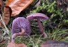 lakovka ametystová (Houby), Laccaria amethystina Cooke, Hydnangiaceae (Fungi)
